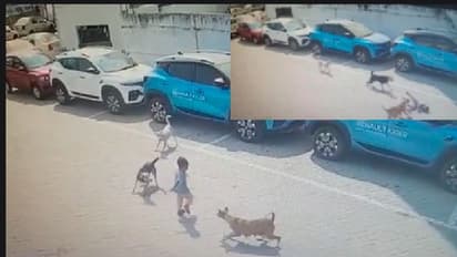 ಬೀದಿನಾಯಿಗಳ ದಾಳಿಗೆ 5 ವರ್ಷದ ಬಾಲಕ ಬಲಿ: ಸಿಸಿಟಿವಿಯಲ್ಲಿ ಭಯಾನಕ ದೃಶ್ಯ ಸೆರೆ