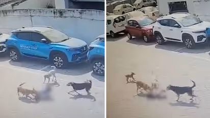 వీధి కుక్కల దాడిలో ఐదేళ్ల చిన్నారి బలి.. అధికార యంత్రాంగంపై విమర్శలు, జీహెచ్ఎంసీ అత్యవసర సమావేశం