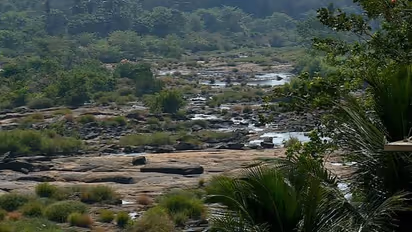 വറ്റി വരണ്ട് ചാലക്കുടിപ്പുഴ, ജലസേചനം പ്രതിസന്ധിയിൽ, പരിഹാരം വേണമെന്ന് കർഷകർ