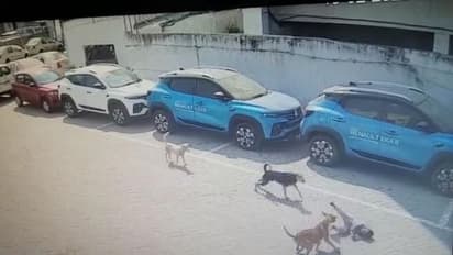 Stray Dog Attack: தெருநாய்கள் கடித்துக் குதறியதில் 5 வயது சிறுவன் பலி; நெஞ்சைப் பிளக்கும் சிசிடிவி காட்சிகள்!