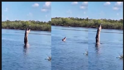 ಹಾರುತ್ತಿದ್ದ ಡ್ರೋಣ್ ಹಿಡಿಯಲು ನೀರಿನಿಂದ ನೆಗೆದ ಮೊಸಳೆ: ಅಪರೂಪದ ವಿಡಿಯೋ ನೋಡಿ