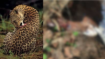 മലമ്പുഴയിലെ ജനവാസ മേഖലയിൽ പുലി, രണ്ട് പശുക്കളെ കൊന്നു