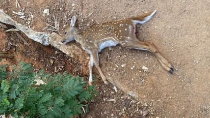 అంబర్ పేట చిన్నారి మాదిరే ... హైదరాబాద్ శివారులో జింకను బలిగొన్న వీధికుక్కలు