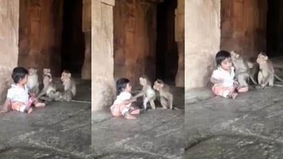 ಈ ಸಂಭಾಷಣೆ... ಮಗುವಿನ ಮಾತಿಗೆ ತಲೆದೂಗಿದ ವಾನರರು: ವಿಡಿಯೋ ನೋಡಿ