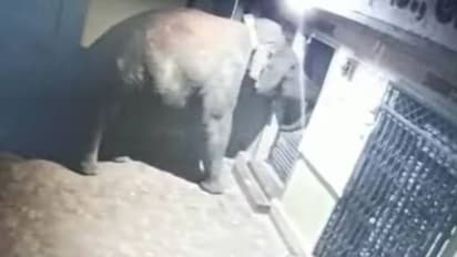 വിശന്നിട്ടല്ലേ സാറേ; ​ഗോഡൗണിൽ കടന്ന് 400 കിലോ അരി തിന്നുതീർത്ത് കാട്ടാന!