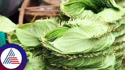 Haveri News: ಗಗನಕ್ಕೇರಿದ ಬೆಲೆ; ಗ್ರಾಹಕರ ಬಾಯಿ ಸುಡುತ್ತಿದೆ ವೀಳ್ಯದೆಲೆ!