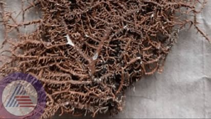 Usneya Hiruta: ‘ಉಸ್ನೆಯ ಹಿರುಟ’ ಅಪರೂಪದ ಕಲ್ಲು ಹೂ ಪ್ರಬೇಧ ಪತ್ತೆ!