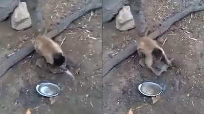 Viral Video: கத்தியை சாணை பிடிக்கும் ராமாயணக் குரங்கு! ஐபிஎஸ் அதிகாரி பகிர்ந்த வைரல் வீடியோ!