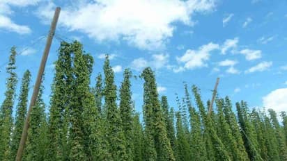 ವಿಶ್ವದ ಅತ್ಯಂತ ದುಬಾರಿ ತರಕಾರಿಯಿದು, ಈ ಬೆಲೆಗೆ ಕಾಸ್ಟ್ಲೀ ಬೈಕನ್ನೇ ಖರೀದಿಸ್ಬೋದು!