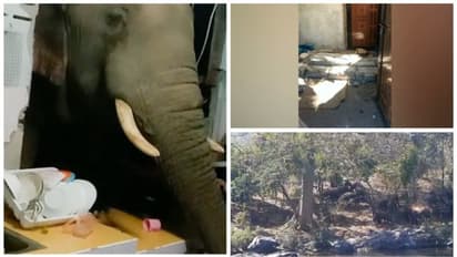 അരിക്കൊമ്പനെ കൂട്ടിലാക്കാൻ; കൂട് നിർമാണത്തിന് നടപടികൾ തുടങ്ങി, മയക്കുവെടി വിദഗ്ധർ 10ന് എത്തും