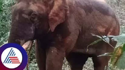 ಉಪ್ಪಿನಂಗಡಿ: ಇಬ್ಬರ ಬಲಿ ಪಡೆದ ಗಂಡು ಕಾಡಾನೆ ಕೊನೆಗೂ ಸೆರೆ