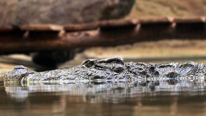 നായയെ രക്ഷിക്കാൻ ശ്രമിച്ചു, സ്ത്രീയെ വെള്ളത്തിലേക്ക് വലിച്ചിട്ട് ചീങ്കണ്ണി, ആക്രമണത്തിൽ കൊല്ലപ്പെട്ടു