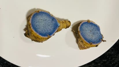 എന്താണ് ബ്ലൂ ജിഞ്ചര്; സോഷ്യല് മീഡിയയിലെ പുതിയ ചര്ച്ച!