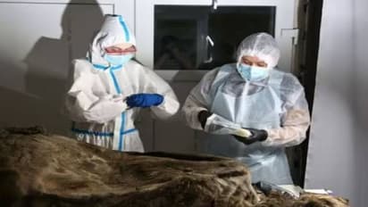 3500 വർഷം പഴക്കം, കരടിയുടെ തണുത്തുറഞ്ഞ ശവശരീരം കണ്ടെത്തി