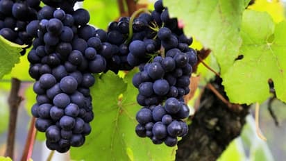 7 health benefits to include black grapes in your diet