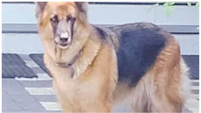 പൂച്ച മാന്തിയെന്ന് കരുതി വീട്ടമ്മ; കടിച്ചത് മൂർഖനാണെന്ന് അറിയിച്ചത് വളർത്തുനായ ജൂലി