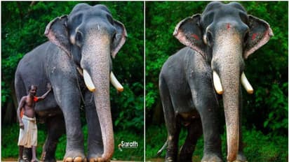 എഴുന്നള്ളത്തുകളിലെ തലപ്പൊക്കം ഇനി ഓർമ; ചെർപ്പുളശ്ശേരി അയ്യപ്പൻ ചരിഞ്ഞു