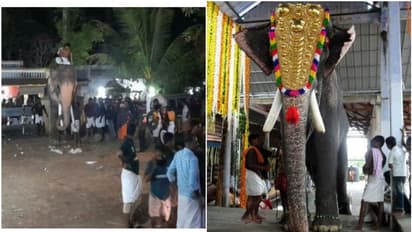 'ഇടഞ്ഞോടിയത് രാമചന്ദ്രനല്ല, മറ്റൊരാന, രാമചന്ദ്രനെ ഇകഴ്ത്താൻ ശ്രമം നടത്തുന്നു'; വിശദീകരണവുമായി ക്ഷേത്ര ഭരണസമിതി