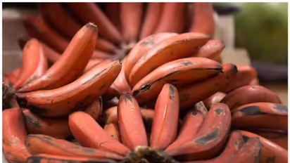 தினமும் ஒரு செவ்வாழை.. கொட்டி கிடக்கும் சத்துக்கள் தவிர இன்னொரு நன்மை இருக்கு!! 