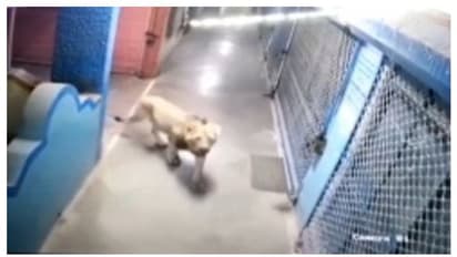 ജീവനക്കാരെ ഭീതിയിലാഴ്ത്തി സ്വകാര്യ കമ്പിനയിൽ സിംഹത്തിന്റെ സ്വൈര്യവിഹാരം, വനംവകുപ്പ് പരിശോധന, പിടികിട്ടിയില്ല