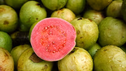 Health Tips :  ദിവസവും ഒരു പേരയ്ക്ക കഴിച്ചാൽ ലഭിക്കുന്ന ആരോ​ഗ്യ​ഗുണങ്ങൾ 