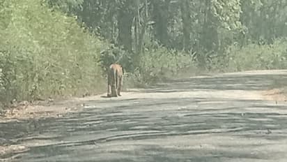 ಕೊಡಗು: ಬ್ರಹ್ಮಗಿರಿಯಲ್ಲಿ ಹಾಡಹಗಲೇ ರಸ್ತೆಯಲ್ಲಿ ಹುಲಿ ಓಡಾಟ, ಕಕ್ಕಾಬಿಕ್ಕಿಯಾದ ಜನತೆ..!