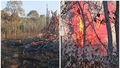 വയനാട് ഓടപ്പള്ളം വനത്തില് വന് അഗ്നിബാധ; ആറ് ഏക്കറിലധികം കത്തി നശിച്ചു