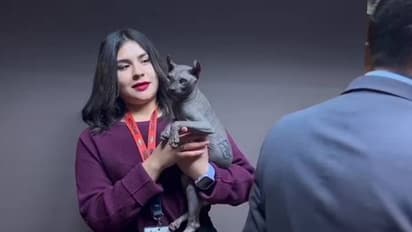 ദേഹത്താകെ ടാറ്റൂവുമായി പൂച്ച, ക്രിമിനൽ സംഘത്തിന്റെ കയ്യിലുണ്ടായിരുന്ന പൂച്ചയെ രക്ഷപ്പെടുത്തി... 