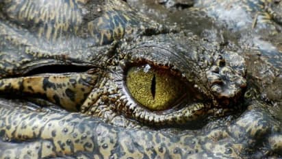 മുതലയുടെ വായിൽ തലയിട്ട് മൃഗശാല സൂക്ഷിപ്പുകാരൻ; പിന്നീട് സംഭവിച്ചത് ഇങ്ങനെ