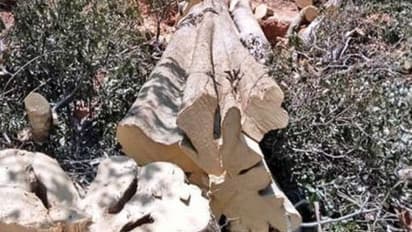 പഞ്ചായത്തിന്റെ സ്ഥലത്തെ പതിനായിരങ്ങൾ വിലയുള്ള മരങ്ങൾ മുറിച്ചുകൊണ്ടുപോകാൻ ശ്രമം, നാട്ടുകാര്‍ തടഞ്ഞു