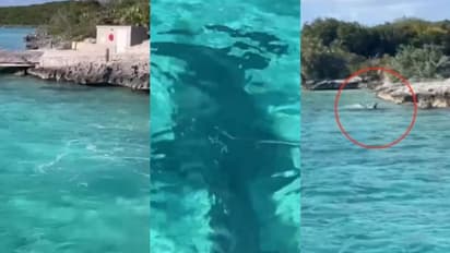 വെള്ളത്തിലേയ്ക്ക് ചാടി വമ്പൻ സ്രാവിനെ ആക്രമിക്കുന്ന നായ; വൈറലായി വീഡിയോ