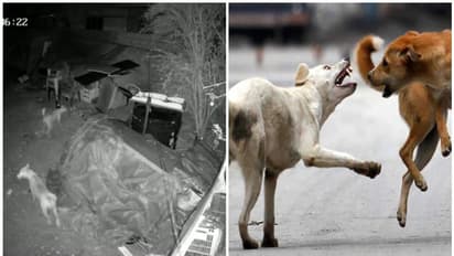 തെരുവ് നായ്ക്കൾ കടിച്ചു കൊന്നത് എട്ട് ആടുകളെയും 17 കോഴികളെയും; കണ്ണീരണിഞ്ഞ് കുടുംബം