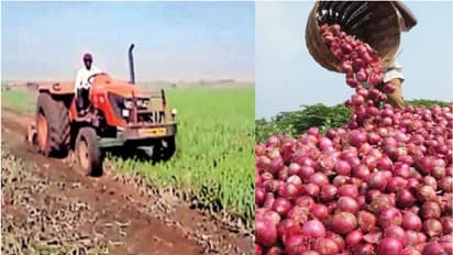 വില കുത്തനെ ഇടിഞ്ഞു, ഉള്ളിപ്പാടങ്ങളിൽ കർഷകരുടെ കണ്ണീർ; 20 ടൺ ഉള്ളികൃഷി നശിപ്പിച്ച് കർഷകൻ