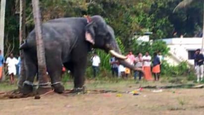 കൊടുങ്ങല്ലൂരിൽ ക്ഷേത്രോത്സവത്തിനിടെ ആനയിടഞ്ഞു