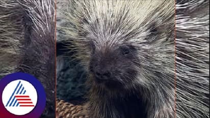 ಚಿಕ್ಕಮಗಳೂರು: ಮುಳ್ಳುಹಂದಿ ಶಿಕಾರಿಗೆ ಹೋಗಿದ್ದ ಕಾರ್ಮಿಕರು; ಸುರಂಗದೊಳಗೆ ಸಿಲುಕಿ ಸಾವು!