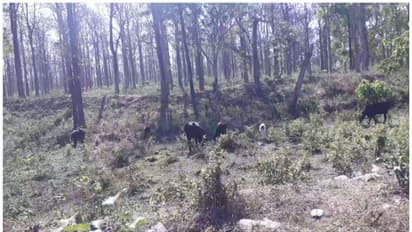 വന്യമൃഗങ്ങള്‍ക്ക് തീറ്റയില്ല; വയനാടന്‍ വനമേഖലയിലെ കാലിമേയ്ക്കല്‍ നിരോധിക്കും