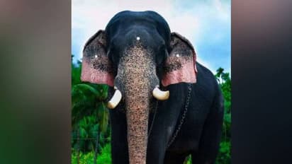 കുഴഞ്ഞുവീണു, കാളിദാസൻ ചരിഞ്ഞു