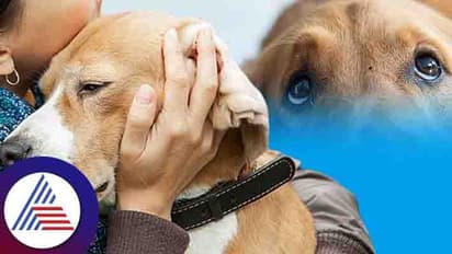 Real Story: ಸಾಕುನಾಯಿ ಸತ್ತು 9 ತಿಂಗಳಾದ್ರೂ ನೋವು ಮರೆಯೋಕಾಗ್ತಿಲ್ಲ!