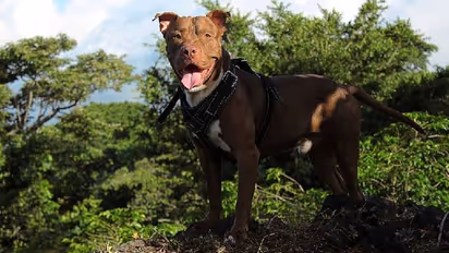 നായ കടിച്ചുകീറി, ആറ് വയസുകാരിക്ക് 1000 തുന്നലുകൾ, ഇനി ഒരിക്കലും ചിരിക്കാനാവില്ല