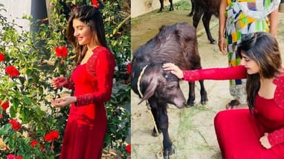 మందార పూలతో పోటీ పడుతున్న శ్రీలీల.. లేగ దూడతో ఆడుకుంటూ, క్యూట్ పిక్స్ వైరల్ 