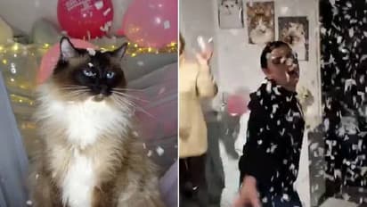 പൂച്ചയ്ക്ക് സർപ്രൈസ് ബർത്ത്ഡേ‍ പാർട്ടി; വീഡിയോ കണ്ട് അമ്പരന്ന് സോഷ്യൽ മീഡിയ