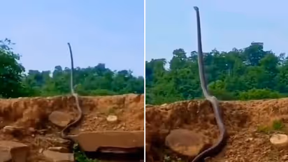 Watch: IFS officer shares video of huge King Cobra 'standing up' on slope; leave netizens terrified