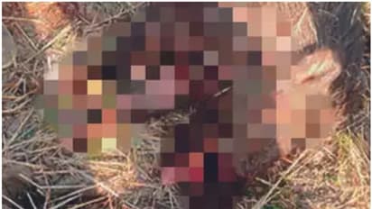 ഭീമാകാരനായ കാട്ടുപന്നി മകളുടെ നേര്‍ക്കെത്തി; ജീവൻ കൊടുത്ത് അവസാന ശ്വാസം വരെ പോരാടി അമ്മ