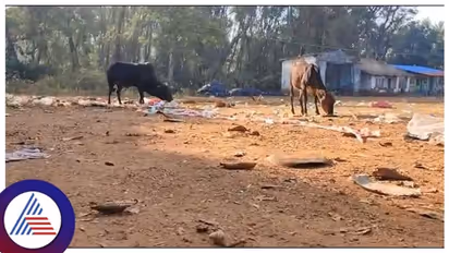 Chikkamagaluru: ಹಸುಗಳ ಸಾವಿಗೆ ಕಾರಣವಾಯ್ತಾ ಜೆಡಿಎಸ್ ಪಕ್ಷದ ಪಂಚರತ್ನ ಯಾತ್ರೆ