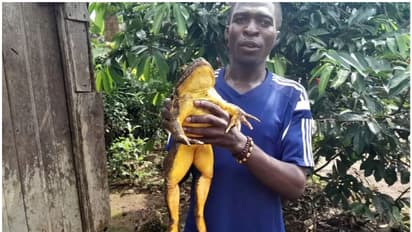 ഭൂമിയിലെ ഏറ്റവും വലിയ തവളയെ സംരക്ഷിക്കാനുള്ള ദൗത്യത്തില് കാമറൂണ്