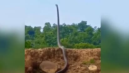 Viral video: ഇങ്ങനെയും നേരെ നിൽക്കാനാവുമോ രാജവെമ്പാലയ്‍ക്ക്, പേടിപ്പെടുത്തുന്ന വീഡിയോ