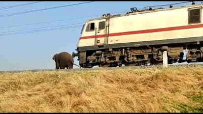 நூலிழையில் உயிர் தப்பிய காட்டு யானை; வெளியான அதிர்ச்சி வீடியோ