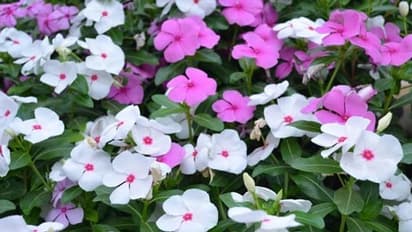 இந்த சுடுகாட்டு செடியா அதிர்ஷ்டத்தை கொடுக்கும்.. நித்திய கல்யாணியின் அதிசய தகவல்கள் தெரியுமா?