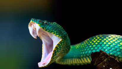 பாம்பு கடித்து இறந்தவர் 15 வருடம் கழித்து உயிருடன் வந்த அதிசயம்!