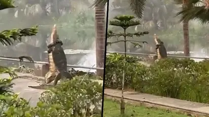 Two giant lizards fight while standing, confusing netizens; watch viral video